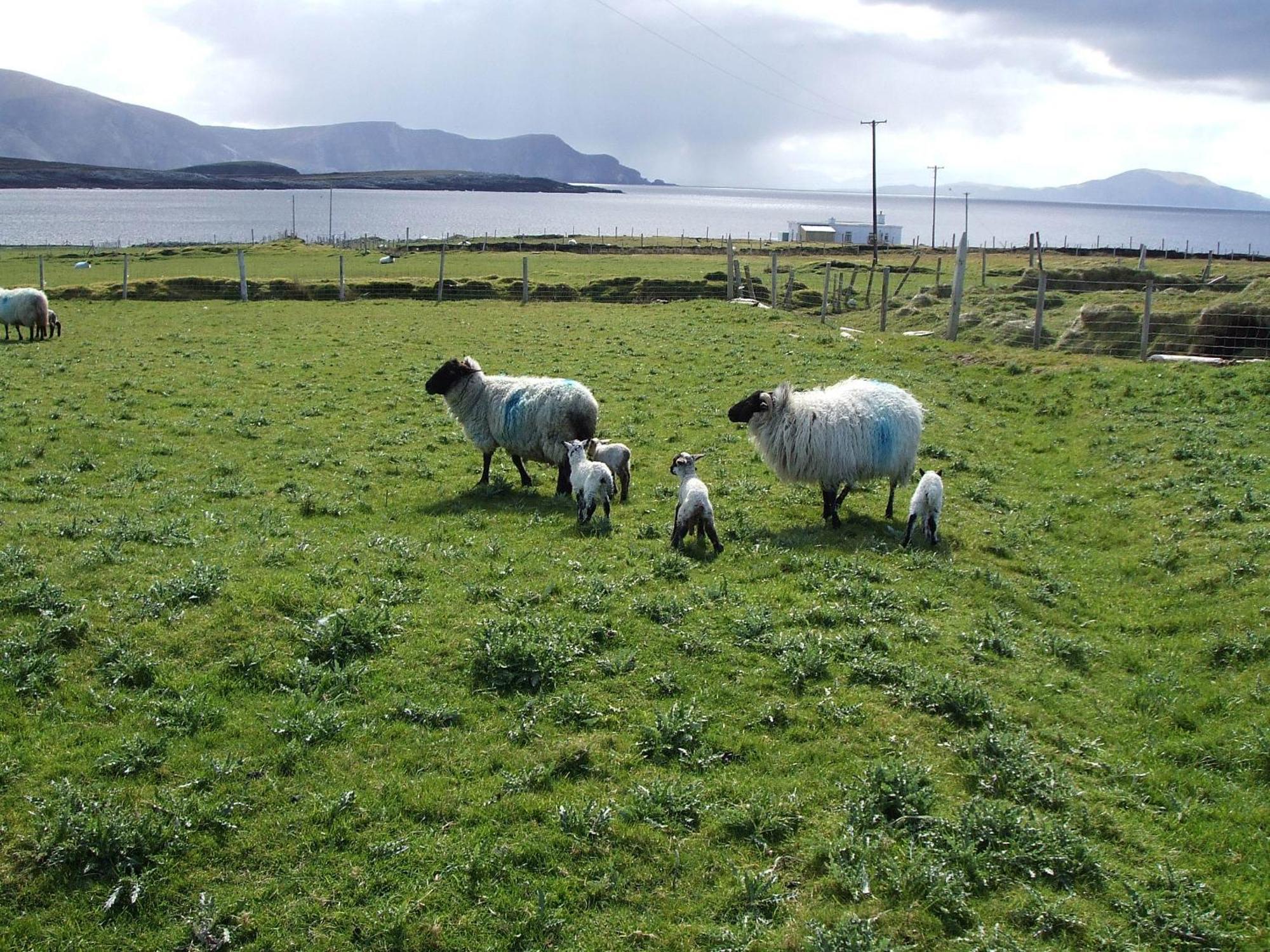 Bed and Breakfast Achill West Coast House Dooagh Exteriér fotografie