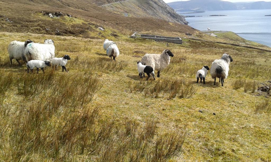 Bed and Breakfast Achill West Coast House Dooagh Exteriér fotografie